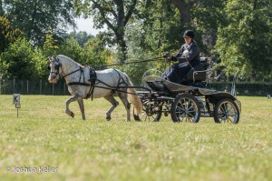 dressuur en vaardigheid  nienoord 10-8-2015  joshua keller-0043      